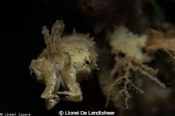 Pygmy Cuttlefish by Lionel De Landtsheer 